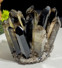 Large 335g Smoky Quartz Crystal Cluster Beautiful With All Extrusions Intact 8cm
