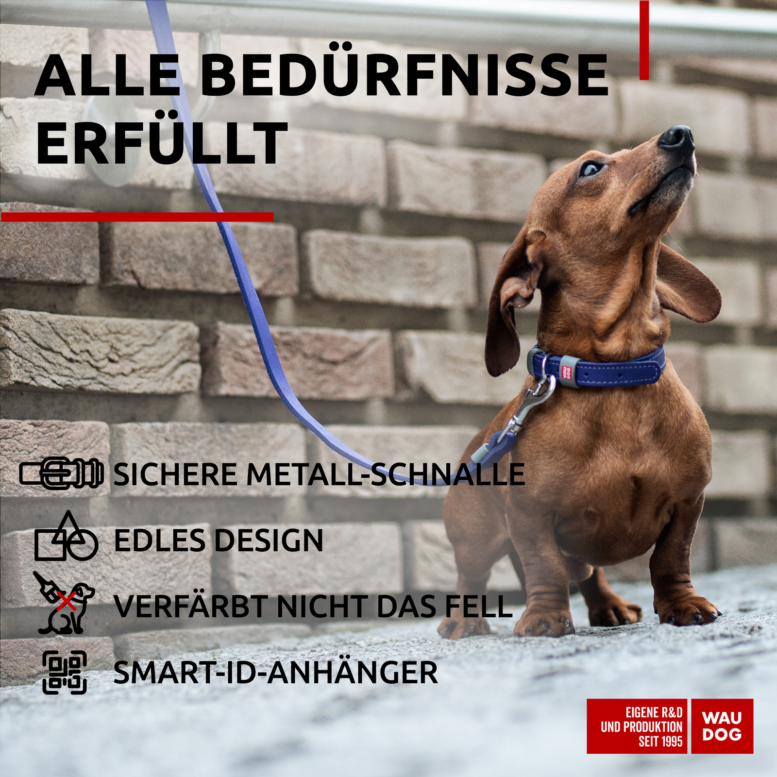Hundehalsband lila WAUDOG verstellbar 27-36cm für mittelgroße, kleine Hunde