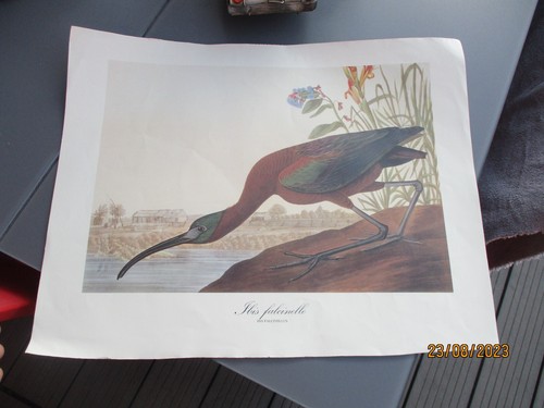 Ancienne Affiche Pédagogique Poster Oiseau Echassier Ibis Falcinelle - Picture 1 of 2
