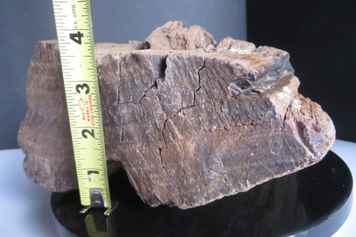 VINTAGE Large Petrified Wood Fossil 13 lbs 5.6 oz Rough Specimen Eastern Montana - Picture 2 of 23