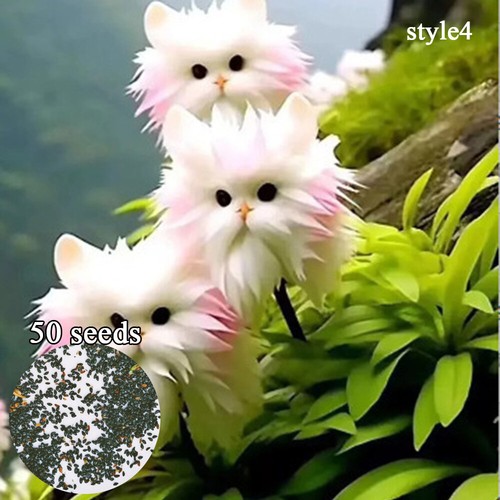 50 sztuk Słodki czat -Czat -Nasiona Słodkie orchidee Nasiona Bonsai -Rośliny dla Den / s - Zdjęcie 5 z 27