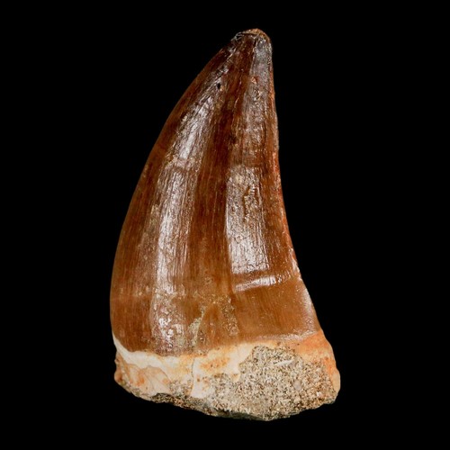 XL 2,1" Mosasaur Prognathodon dent fossile crétacé époque dinosaure certificat d'authenticité et support