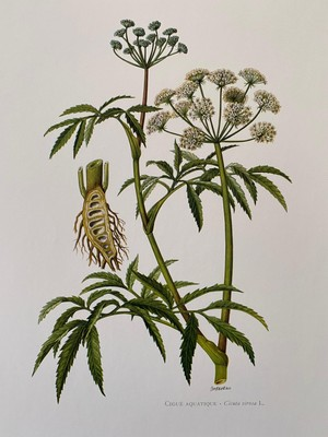 #ad Northern water hemlock botanical print. antique and vintage natural sciences $30.00