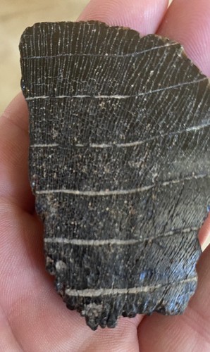 STINGRAY RAY TOOTH MOUTH PLATE EOCENE PAVEMENT TOOTH FLORIDA FOSSIL RP7 - Picture 1 of 3