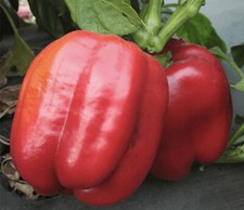 CALIFORNIA WONDER 300 SWEET BELL PEPPER - ORGANIC - 20 SEEDS