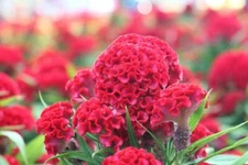 200 Cockscomb Seeds to Plant Amazing Garden Flower Made in USA Celosia Seed