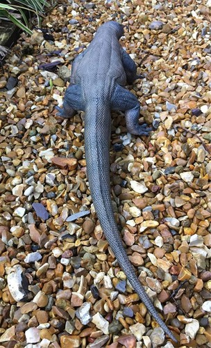 REBOR 1/6 Komodo Dragon Model Varanus Komodoensis Figure Adult Kids Toy Gift - Picture 2 of 17