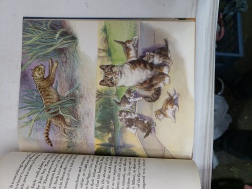 FRIENDLY ANIMALS Childrens Book Karl Patterson Schmidt Illustrated Percy Reeves - Picture 20 of 24