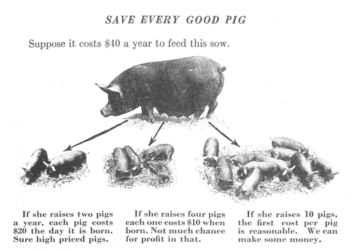 Early IHC International Harvester Hogs For Pork and Profit Farm Literature - Picture 9 of 18