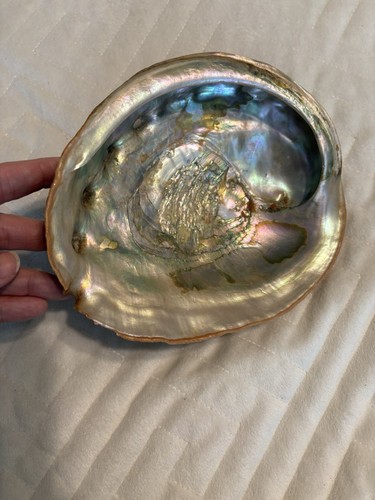 Large 8” X 7” Red Abalone Shell – Natural & Unpolished! Haliotoidea - Picture 3 of 8