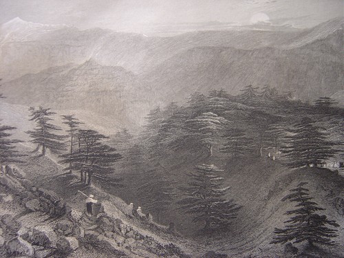 Gravure des Cèdres du LIBAN Lebanon