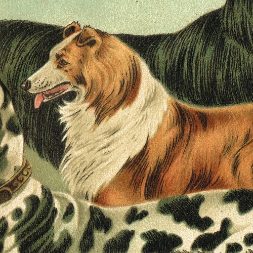 DOG ๐ BREEDS ORIGINAL ANTIQUE PRINT 1910 - Picture 5 of 10