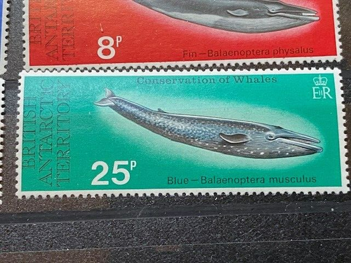 1977 BRITISH ANTARCTIC TERRITORY ##64-68, WHALES, COMPLETE, MNH - Picture 5 of 6