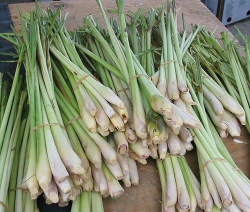1LB Fresh LEMONGRASS Stalks Cymbopogon Asian Herb Veggies Newly Harvested - Picture 2 of 8