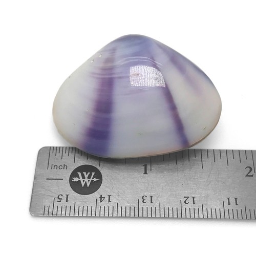 Polished Purple Venus Clam Shell MATCHING PAIR Beautiful Purple Clam Shell - Picture 7 of 9