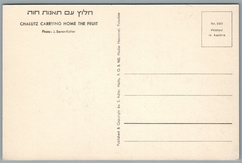 ISRAEL CHALUTZ CARRYING THE FRUITS VINTAGE POSTCARD Judaica J.BENOR-KALTER photo - Picture 2 of 2