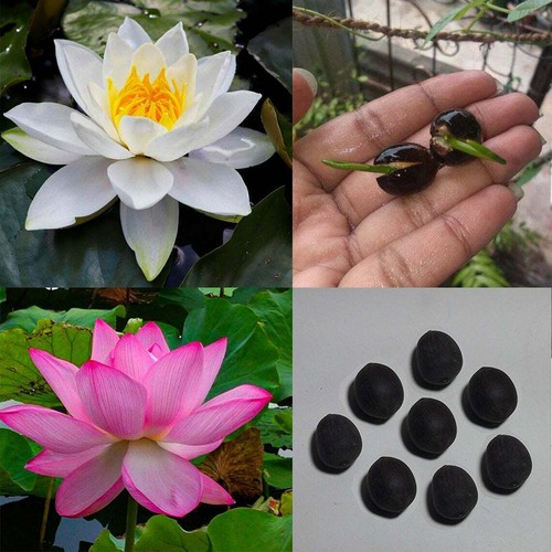 Bonsai Lotus Seeds - 20 Seeds - Flowering Water Bonsai with Lily Pad Summer - Picture 4 of 5