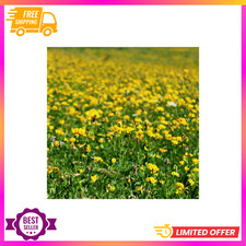 Outsidepride Perennial Birdsfoot Trefoil Seed - 1 lb Nitrocoated, Inoculated 21.98 per gallon