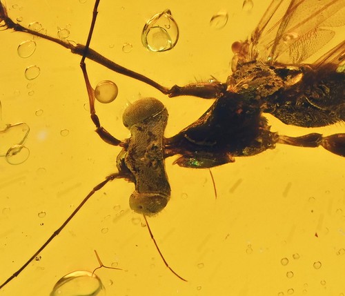 Large perfect Wasp and Termite, Fossil insect inclusion in Chiapas Amber