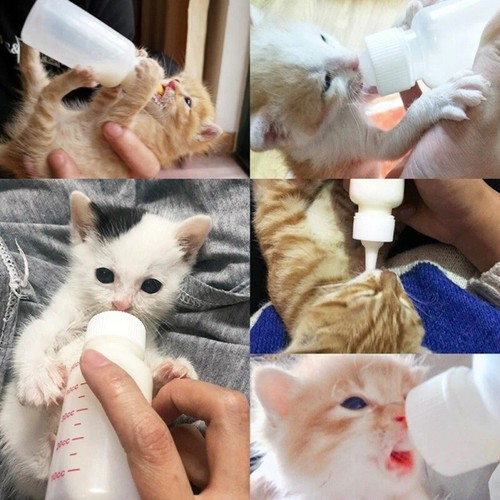 Puppy Kitten Feeding Bottle Set Pet Cat Dog Nursing Water Milk Feeder 2023 New - Picture 4 of 14