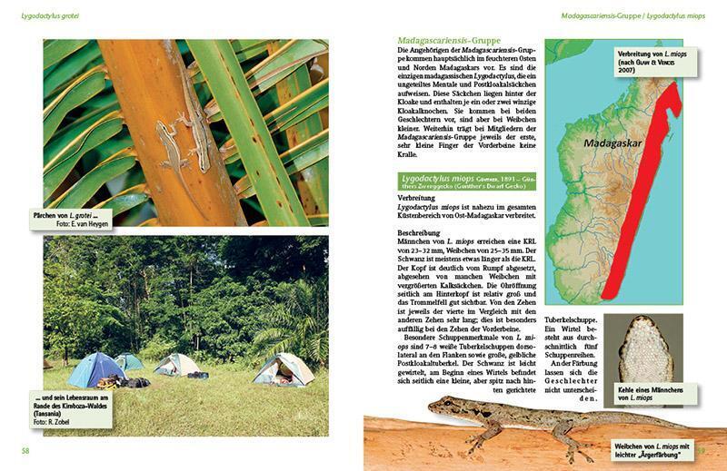 Thumbnail - Tagaktive Zweggeckos Der Gattung Lygodactylus | Lebensweise, Haltung,