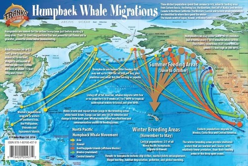 Tarjeta ilustrada de migraciones de ballenas jorobadas del Océano Pacífico - Imagen 1 de 4