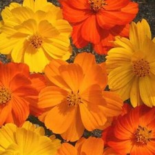 35 SEEDS - Cosmos BRIGHT LIGHTS sulpher orang yellw GroCo USA- BUY 15 SHIPS FREE