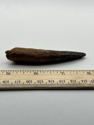 Spinosaurus 3.25” TOOTH Teeth Dinosaur Fossil before T Rex Cretaceous CS 800 - Picture 2 of 5