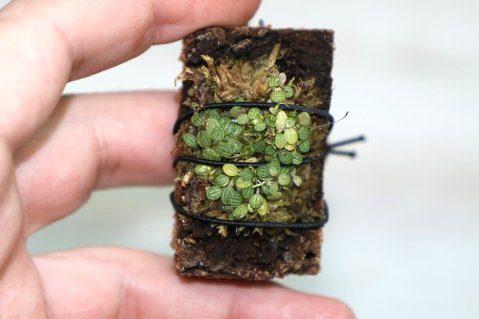 PLEUROTHALLIS DRESSLERI MICRO MINIATURE ORCHID LARGE MOUNTED