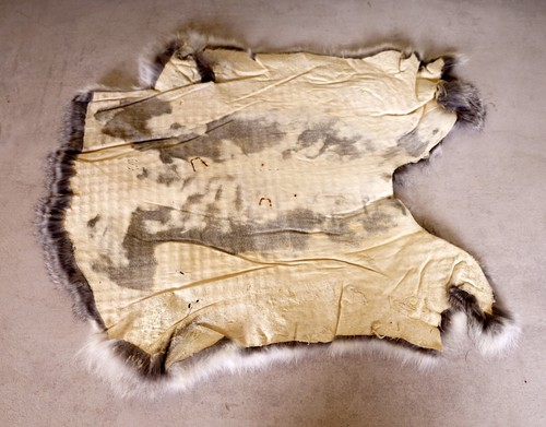 Schönes graues Hasenfell Länge: 47cm Rabbit Fur - Bild 2 von 2