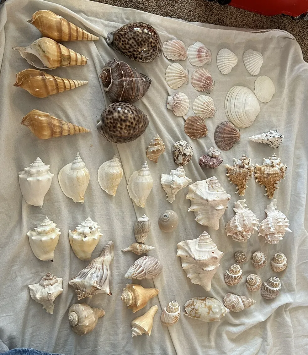Sea Shell Lot Beautiful Large Medium and Small Shells (50+)