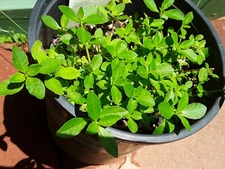 200+Sessile Joyweed/Ponnanganni/Mukunuwenna/Dwarf Copperleaf/Alternanthera Seeds