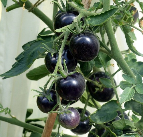 HEIRLOOM GOURMET TOMATO TREASURE PACK,220 x SEEDS,GROW YOUR OWN TASTY VEGETABLES - Picture 12 of 21