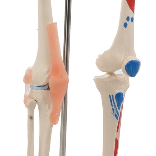 Human Skeleton Anatomical Model up to 180cm Medical Anatomy w/ or w/o MUSCLES - Picture 25 of 97