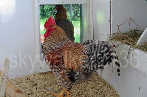 10+ Bielefelder Fertile Hatching Eggs. Flock is from 2011 & 13 import bloodline