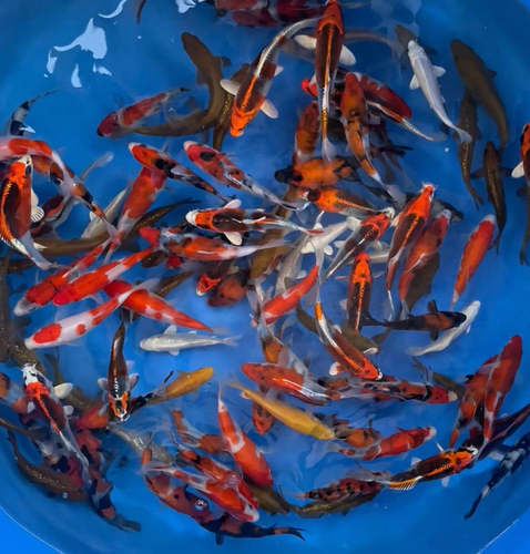 1 Random Import 11” - 13" JAPANESE Ogata live Koi fish HQ With Free Shipping  - Picture 2 of 5