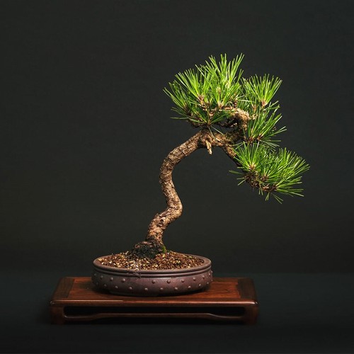 Vaso in argilla cinese vintage Yixing Zisha 6,5 pollici, decorazione bonsai succulenta fatta a mano - Foto 2 di 7