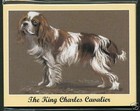 Unmounted Cavalier King Charles Spaniel Collectables