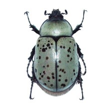 Dynastes Granti Female Beetle Arizona Usa Unmountedpackaged Dynastes Granti Female Beetle Arizona Usa Unmountedpackaged