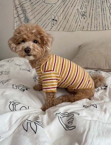 Pet Clothes cotton Dog Pet T-shirt / Cute short sleeve T-shirt / Stripe T-shirt - Picture 1 of 10