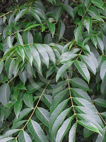 AUSTRALIAN RED CEDAR - TOONA CILIATA - Picture 2 of 6