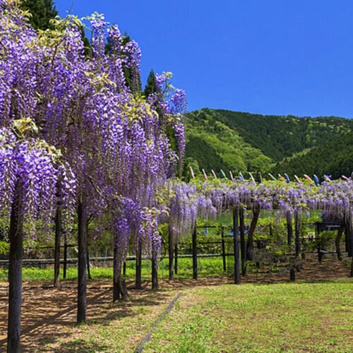 30pc Purple Wisteria Se-ed Vine Climbing Flower Perennial Se-ed Hanging Wisteria - Picture 21 of 25
