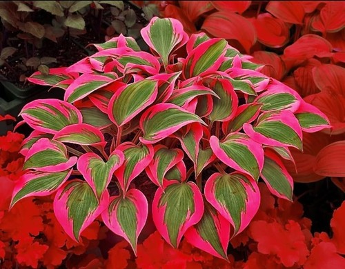 Shade-Loving 200+ Hosta Seeds - Non-GMO, Low Maintenance for -Round Foliage - Picture 5 of 11