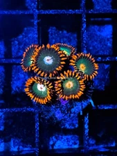 CE- WYSIWYG Gatorade Zoa Zoanthid Frag Live Coral LPS SPS #R1GC17
