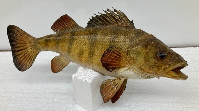 Vtg Yellow Perch Taxidermy Fish Mount 10" inch Real Skin Man Cave Cabin Decor 