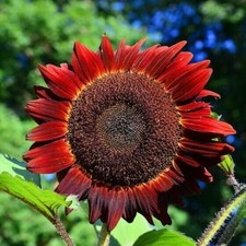 100 RED SUN SUNFLOWER SEEDS -- Heirloom -- NON GMO -- FRESH --- RARE