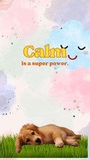  Heartwarming Dog Phone background photos with Inspirational Quotes  3 photos