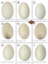 9 Empty VTG 7/8” L Blown Goose Eggs Blown White Shell Pysanky Butterk Two Hole