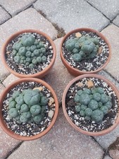 Rare Cactus Cluster, Seed Grown, Mature 2.5-3.25in. Many Available 
