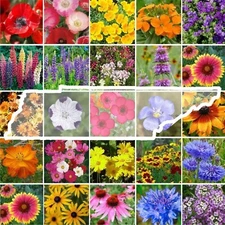 Wildflower TENNESSEE State Mix Perennials &Annuals 24 Flowers Non-GMO 1000 Seeds